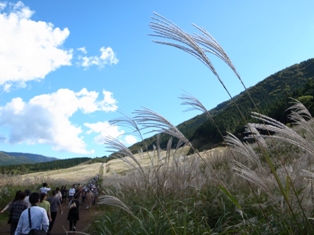 20101013すすき.jpg 20101013すすき.jpg