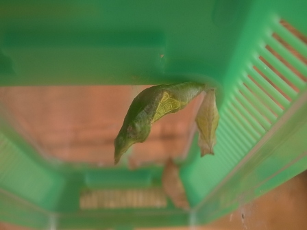 20110626さなぎ.jpg 20110626さなぎ.jpg