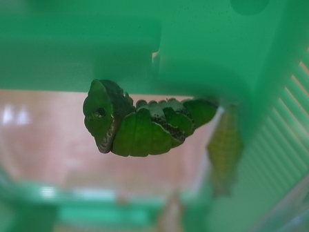 20110626幼虫.jpg 20110626幼虫.jpg