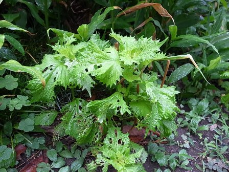 20110722大葉.jpg 20110722大葉.jpg