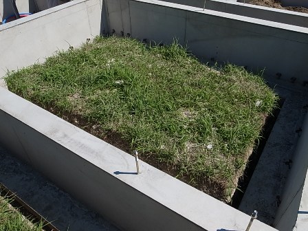 20110908雑草.jpg 20110908雑草.jpg