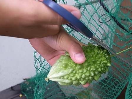 20110920ゴーヤ.jpg 20110920ゴーヤ.jpg