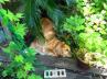 静岡も連日の30℃超え猛暑で愛犬はどこに? 静岡も連日の30℃超え猛暑で愛犬はどこに?
