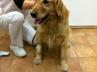 愛犬クレアの入院・手術・退院・子宮蓄膿症 愛犬クレアの入院・手術・退院・子宮蓄膿症