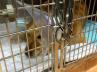 愛犬クレアの入院・手術・退院・子宮蓄膿症 愛犬クレアの入院・手術・退院・子宮蓄膿症