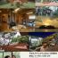 2019迎春 2019迎春