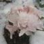 flower.7.jpg flower.7.jpg
