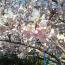 sakura-0314.jpg sakura-0314.jpg