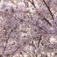 栃木県 群馬県 さくら 桜 建築家 建築設計事務所 お花見 デザイン デザイナー 栃木県 群馬県 さくら 桜 建築家 建築設計事務所 お花見 デザイン デザイナー