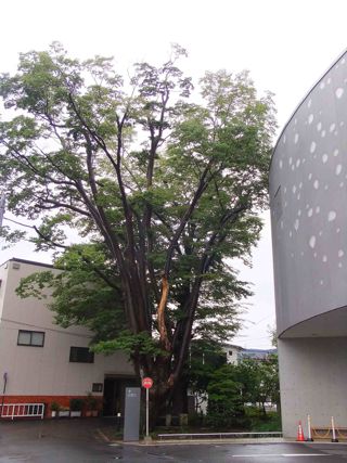 松本市民芸術館裏保存林1.jpg