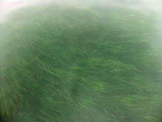 浜名湖藻1.jpg