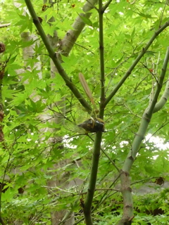 ｶﾏｷﾘｾﾐ01.jpg