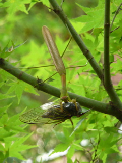 ｶﾏｷﾘｾﾐ1.jpg