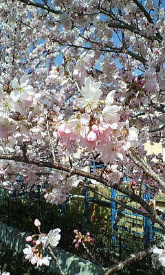 sakura-0314.jpg