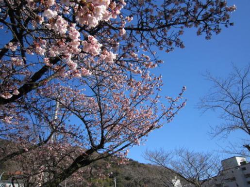 sakura2011-2.jpg