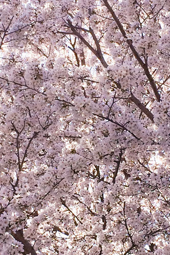 栃木県　群馬県　さくら　桜　建築家　建築設計事務所　お花見　デザイン　デザイナー